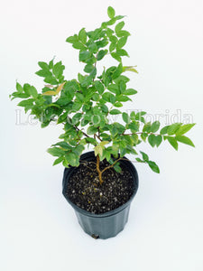 Jaboticaba, Plinia cauliflora var. Sabara, arbre fruitier du raisin brésilien