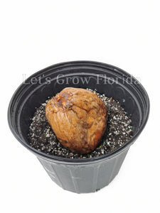 coconut palm tree seedling Jamaican / Malayan Dwarf Coconut Seed Cocos nucifera Tropical Palm Tree 2 Coconuts / Yes