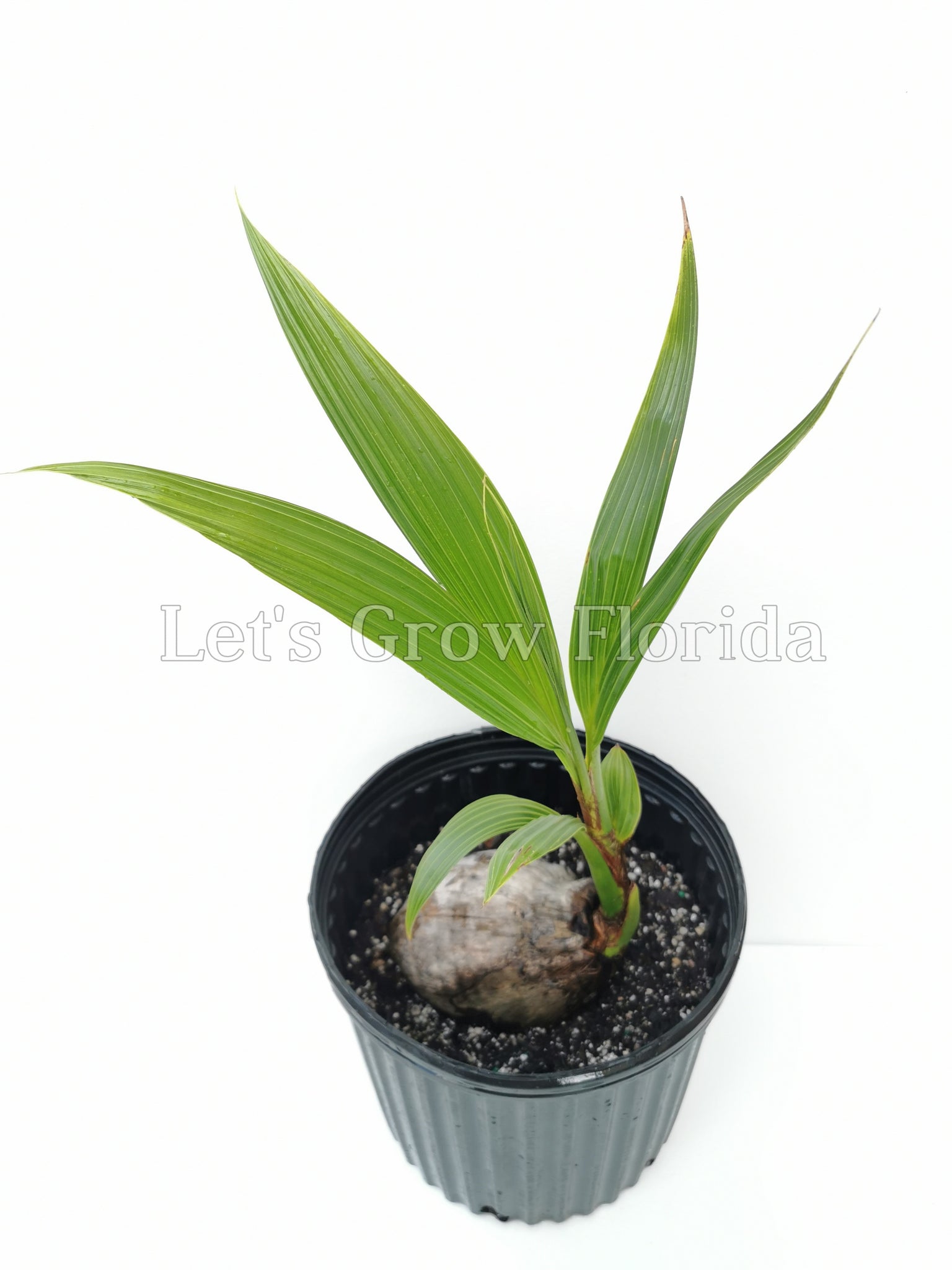 short coconut palm tree Jamaican / Malayan Dwarf Coconut Seed Cocos nucifera Tropical Palm Tree 2 Coconuts / Yes