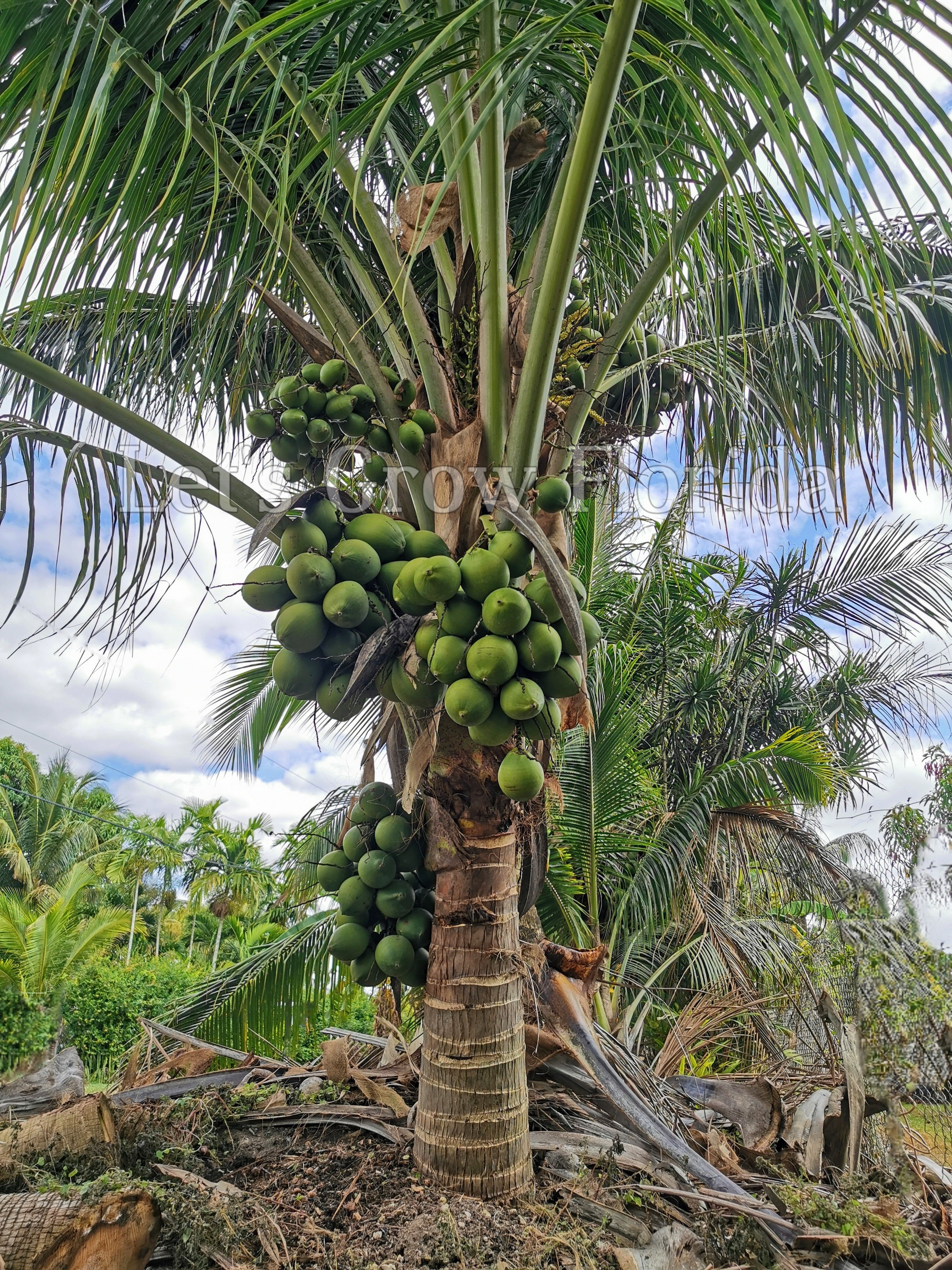 Malaysian coconut tree sprouts top