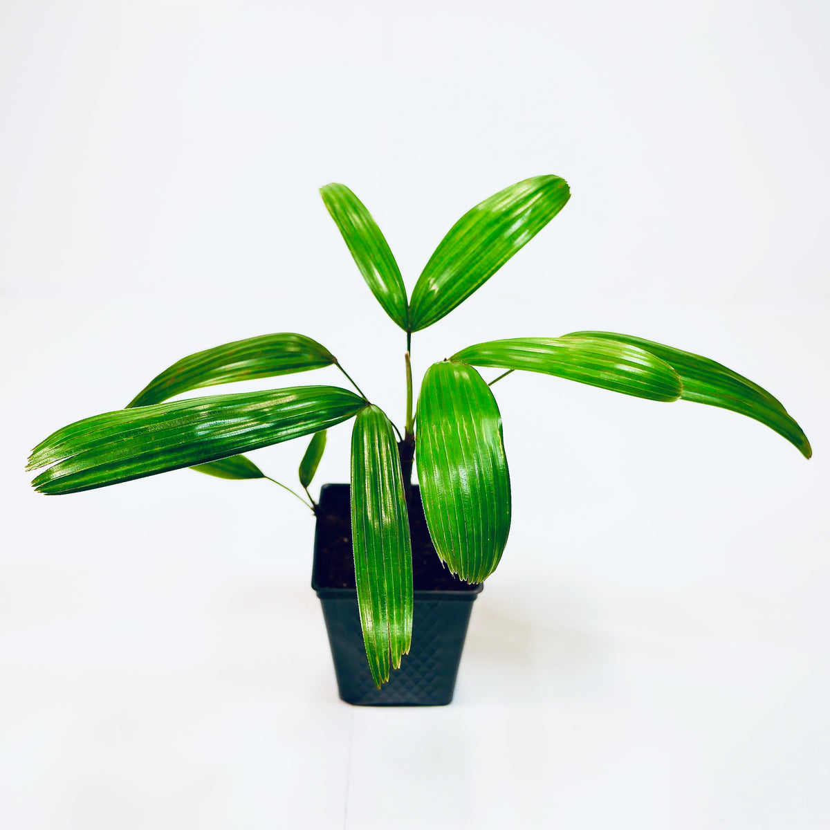 Rhapis excelsa, var Koban, ‘The Puffy Leaf Japanese Lady Palm’. – Let's ...
