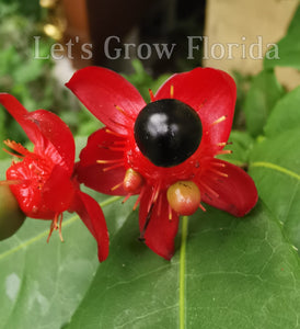 mickey mouse plant seeds Ochna serrulata, 'Mickey Mouse' Plant Ornamental – Let's Grow Florida