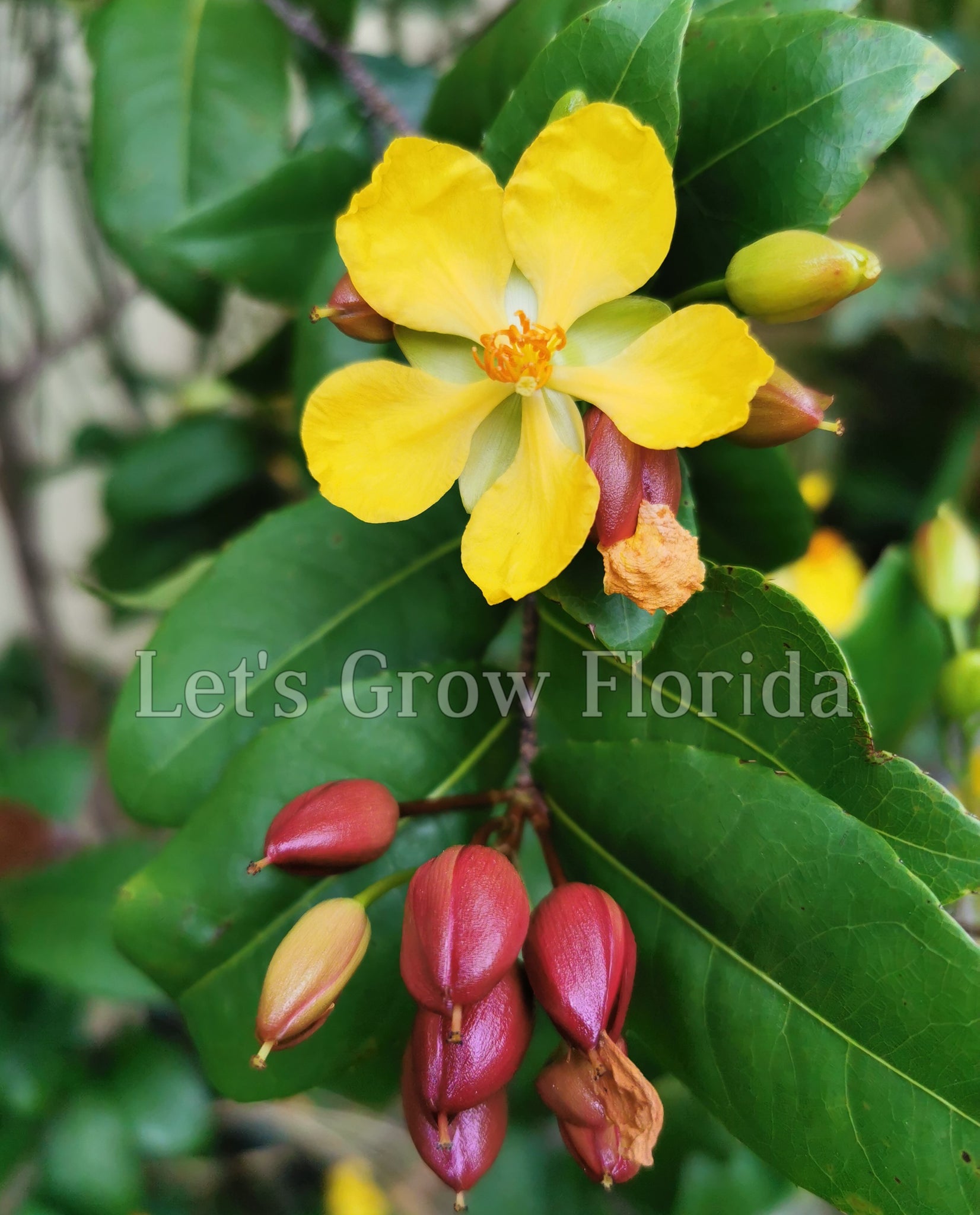 mickey mouse plant seeds Ochna serrulata, 'Mickey Mouse' Plant Ornamental – Let's Grow Florida