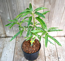 Load image into Gallery viewer, Mango Tree Mallika Grafted 3 Gal / 10" Pot Mangifera indica Live Tropical