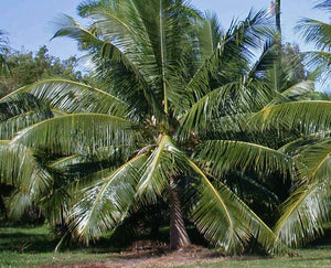 Semilla de coco enana masiva de Fiji / Samoa Cocos nucifera Palmera tropical rara