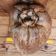 Cargar imagen en el visor de la galería, Semilla de coco enana masiva de Fiji / Samoa Cocos nucifera Palmera tropical rara