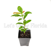 Load image into Gallery viewer, Ochna serrulata, ‘Mickey Mouse’ Plant