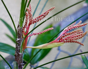 Rhapis gracilis La Dama Miniatura Palmera Planta Tropical 