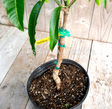 Charger l'image dans la galerie, Manguier 'Venus' 3 Gal greffé professionnellement Mangifera indica Live