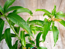 Charger l'image dans la galerie, Manguier 'Venus' 3 Gal greffé professionnellement Mangifera indica Live