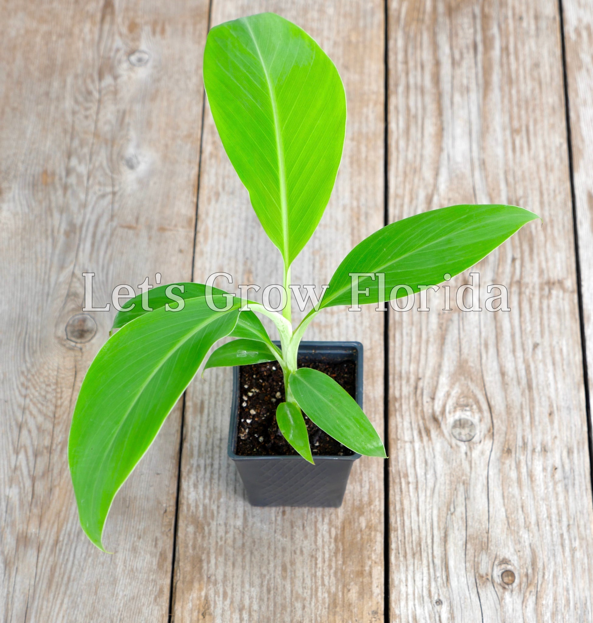 Blue Java / Ice Cream Banana, Musa acuminata x balbisiana – Let's Grow ...
