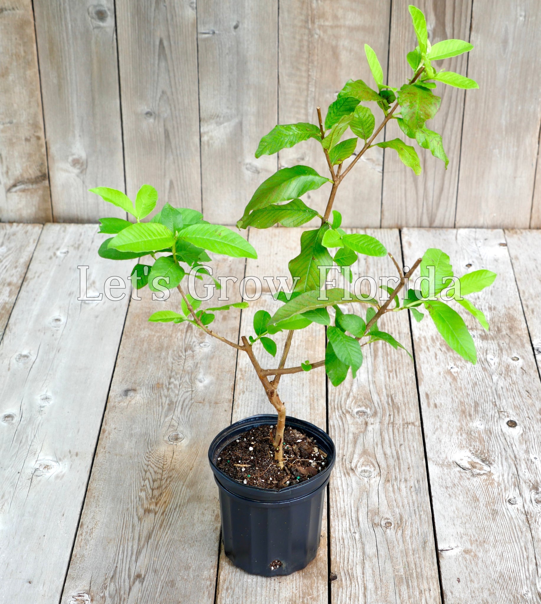 guava in pot plant Guava ‘Ruby Supreme’ (Psidium guajava) 1 Gal/6" live tropical fruit tree
