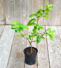 Load image into Gallery viewer, Guava ‘Ruby Supreme’ (Psidium guajava) 1 Gal/6&quot; live tropical fruit tree