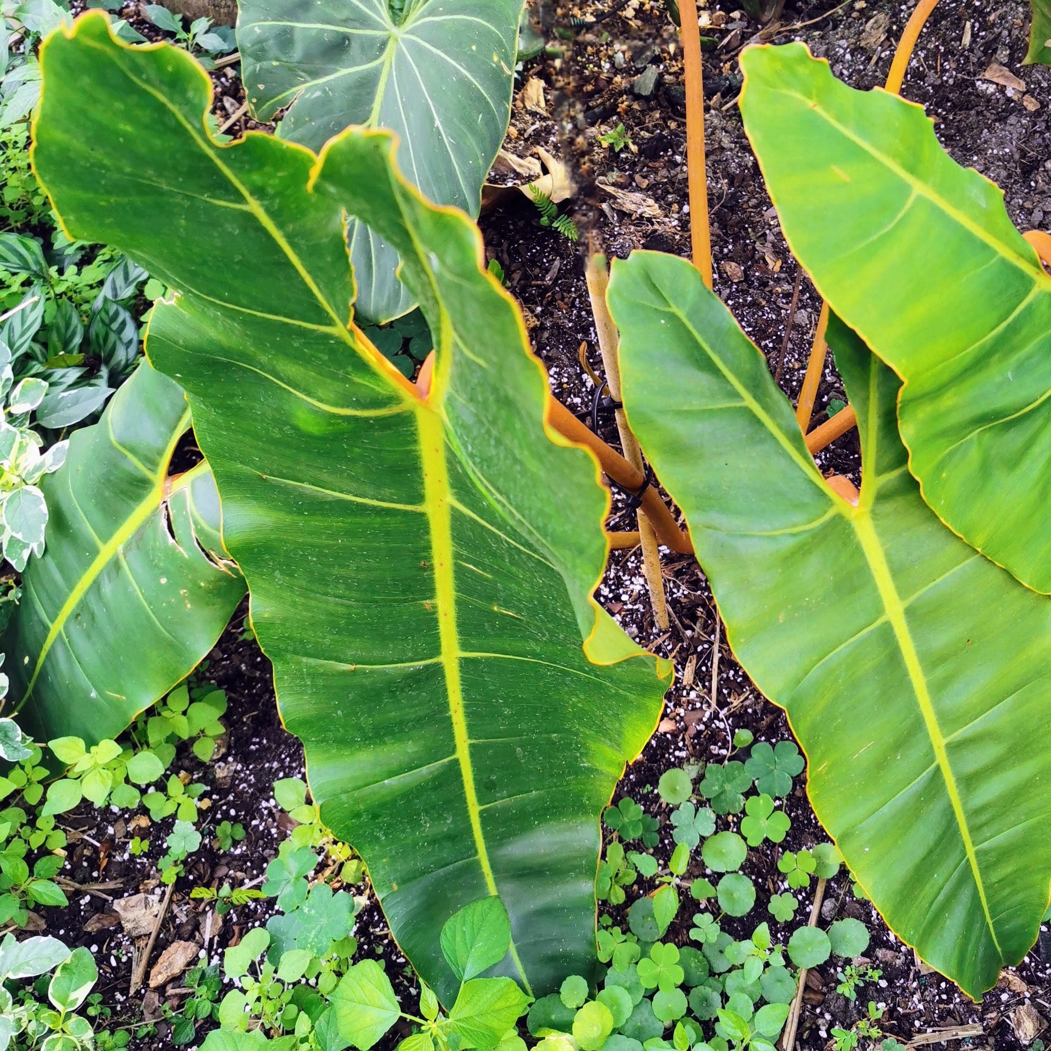 philodendron billete Philodendron billietiae. – Let's Grow Florida