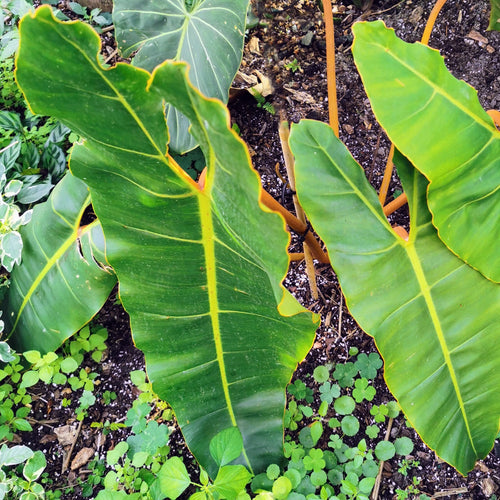 Philodendron billietiae.