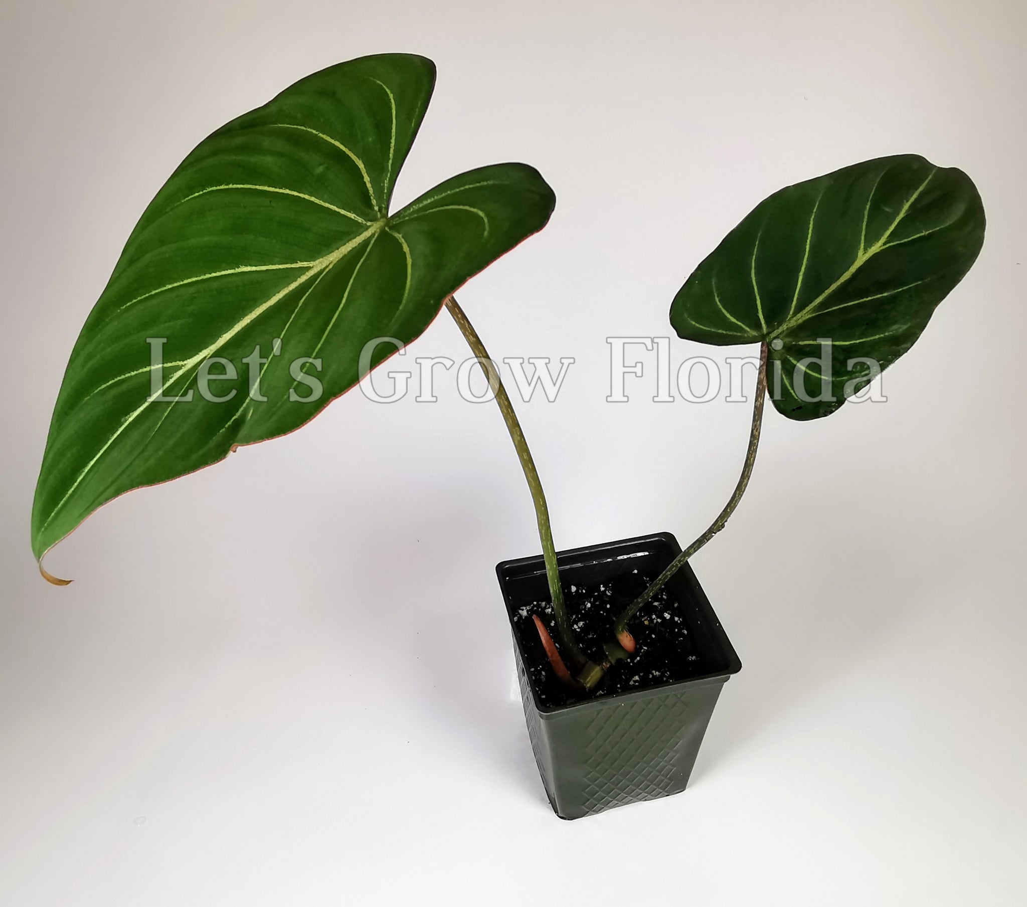 philodendron aroids Philodendron gloriosum Aroid Plant – Let's Grow Florida
