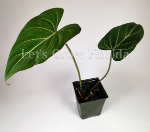 Philodendron gloriosum Aroid Plant