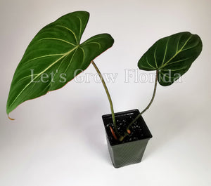 philodendron gloriosum small Philodendron gloriosum Aroid Plant Medium / 1 Plant / Yes