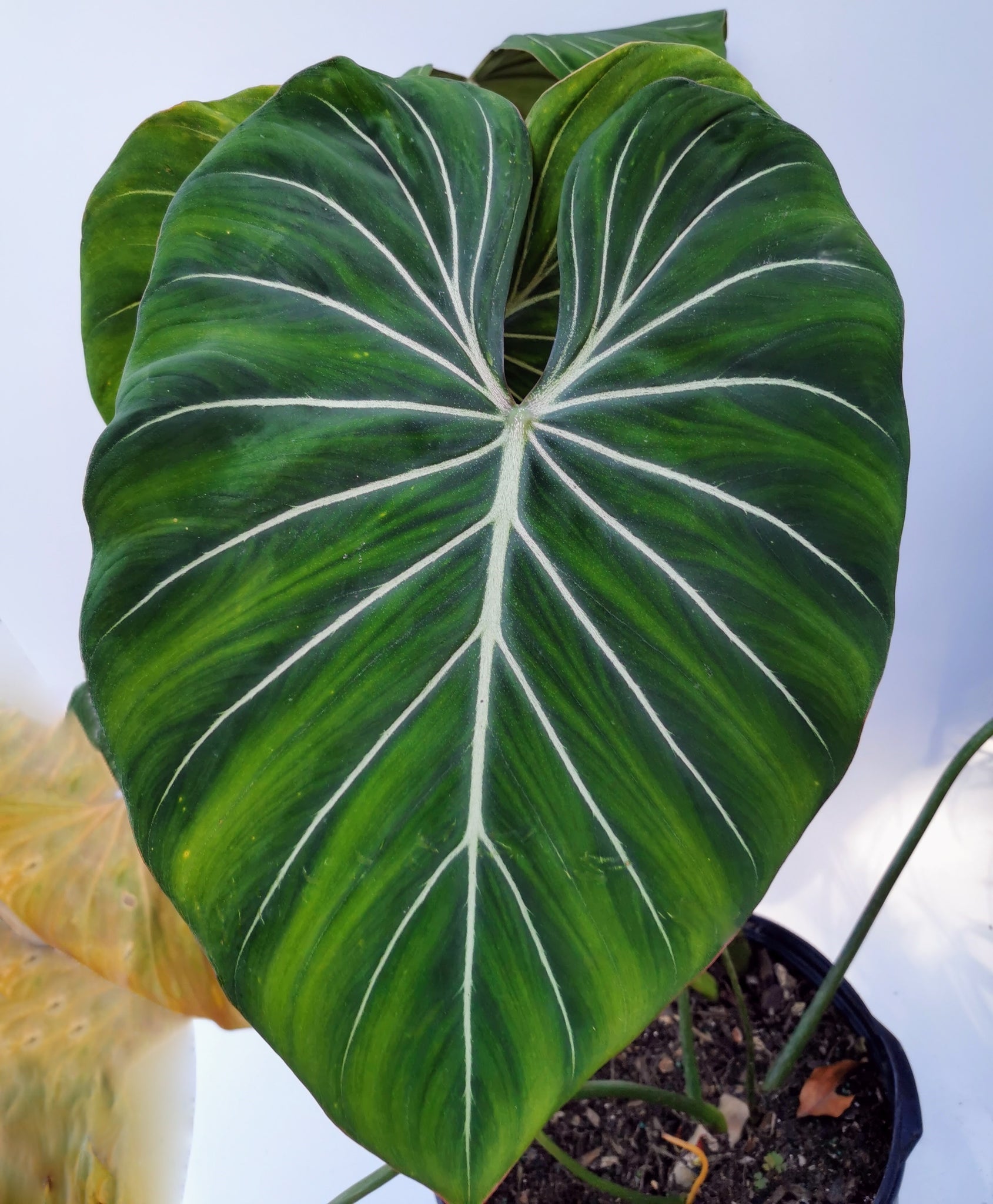 philodendron gloriosum forms Philodendron gloriosum. – Let's Grow Florida