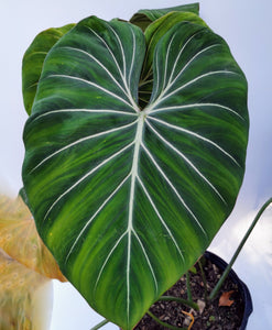 philodendron gloriosum small Philodendron gloriosum. – Let's Grow Florida
