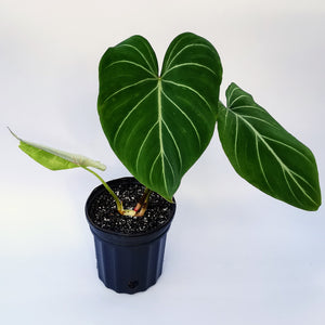 Philodendron gloriosum.