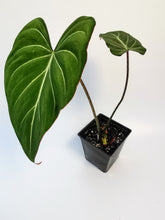 Load image into Gallery viewer, Philodendron gloriosum.