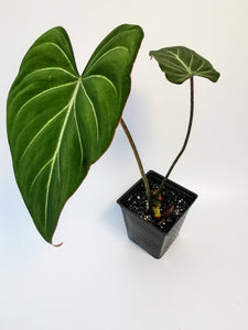 Philodendron gloriosum.