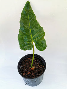 Philodendron maximum.