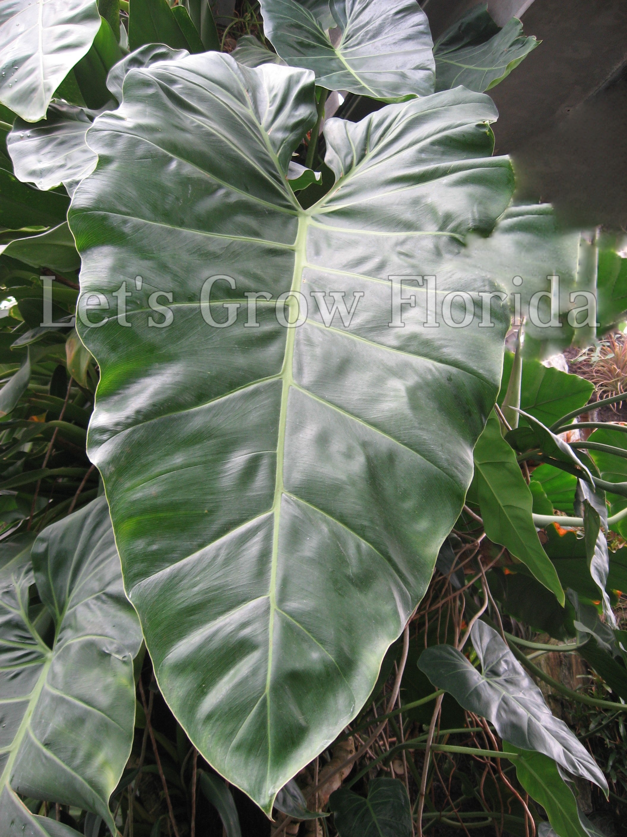 big leaf philodendron outdoors Philodendron maximum Aroid – Let's Grow Florida