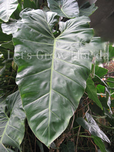 philodendron with big leaves Philodendron maximum Aroid – Let's Grow Florida