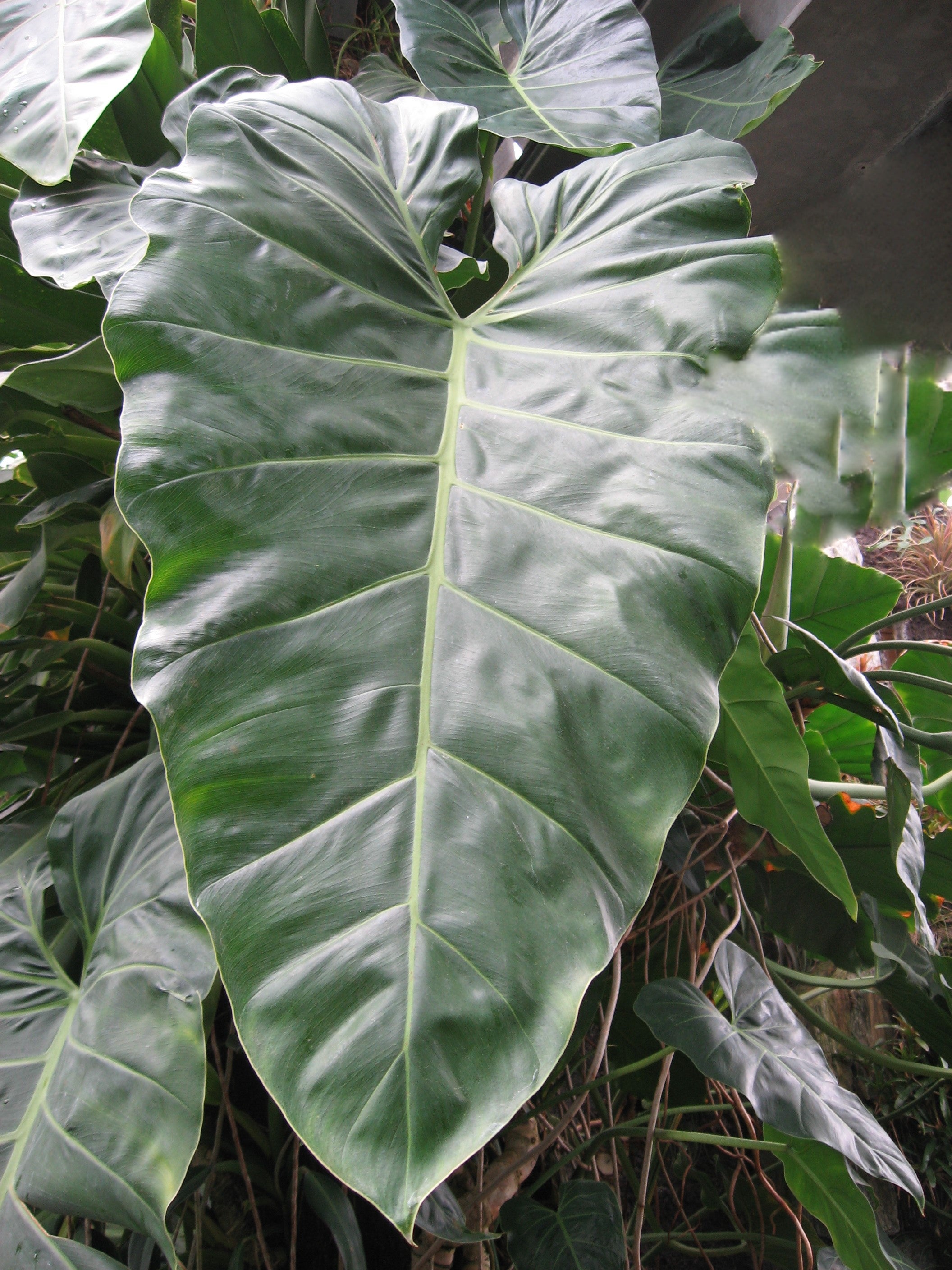 Philodendron maximum. – Let's Grow Florida
