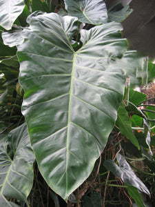 Philodendron maximum.