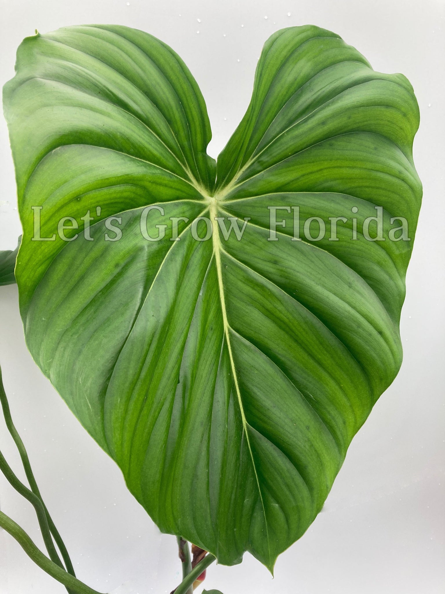 philodendron mcdowell for sale Philodendron McDowell Aroid – Let's Grow Florida
