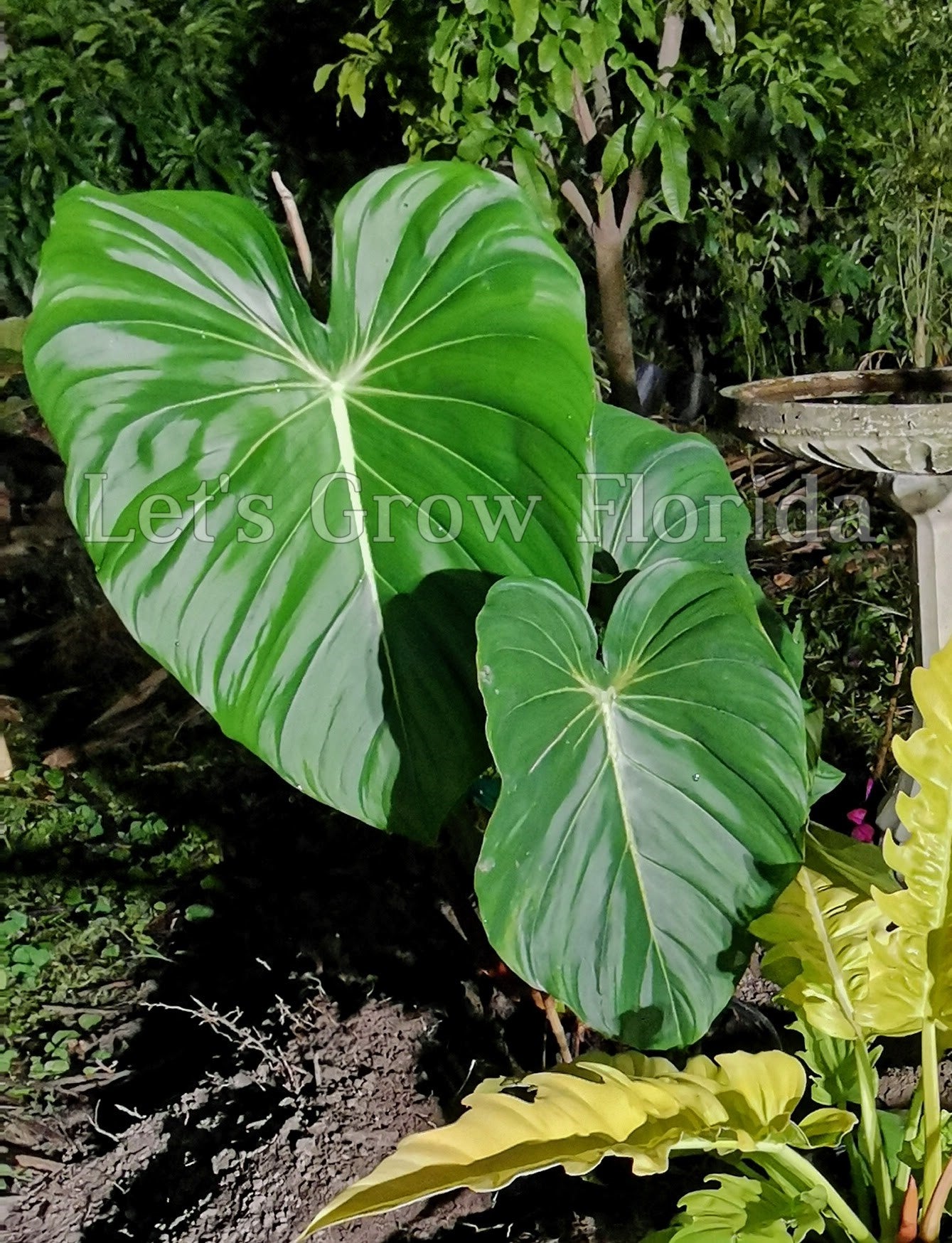 High quality Philodendron McDowell