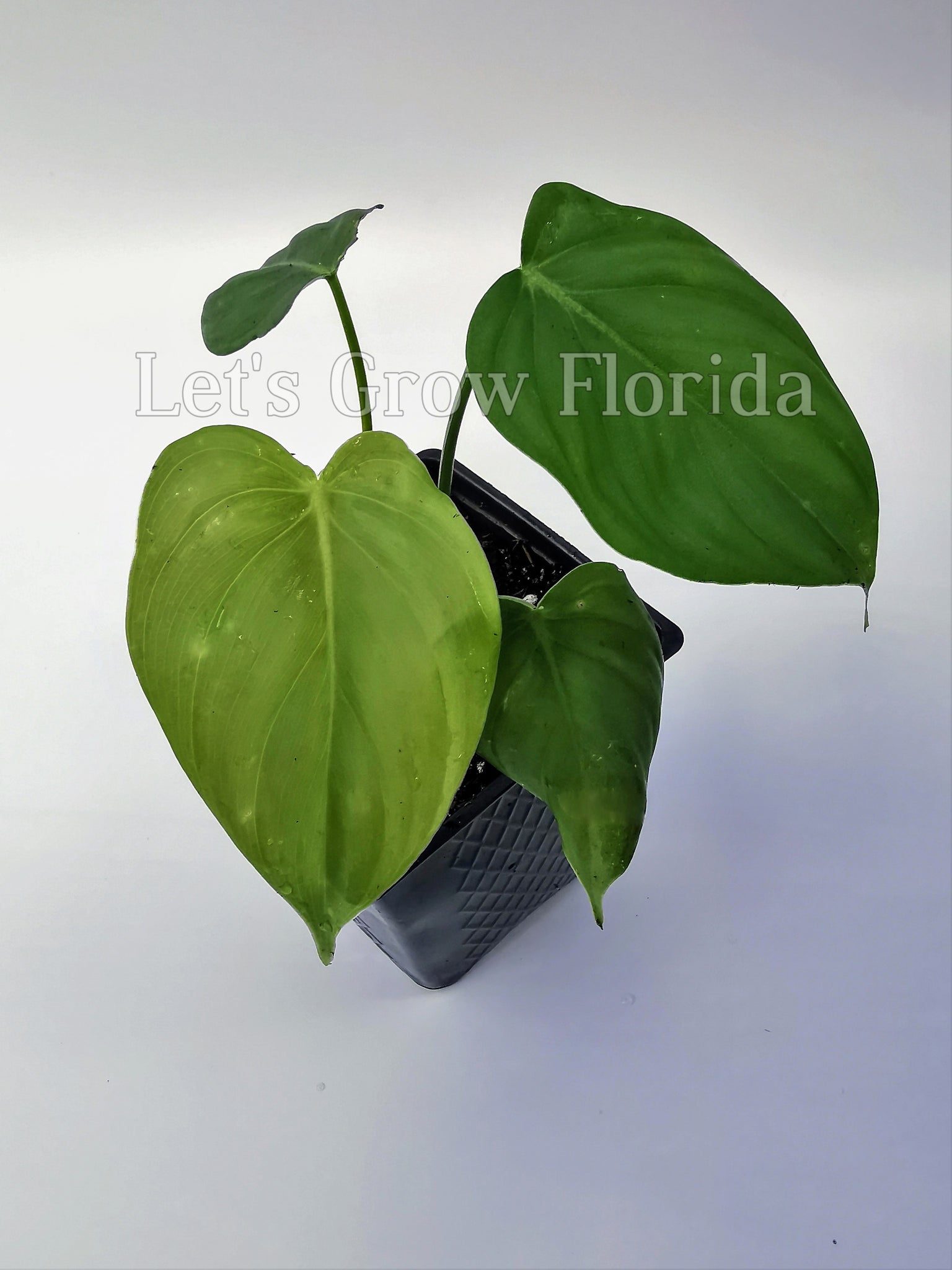 philodendron alliodorum Philodendron McDowell Aroid – Let's Grow Florida