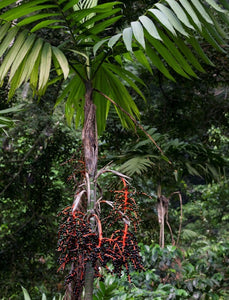 Chamaedorea tepejilote Palm Tree