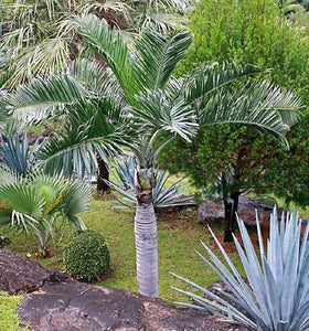 Pseudophoenix sargentii, Palma bucanera