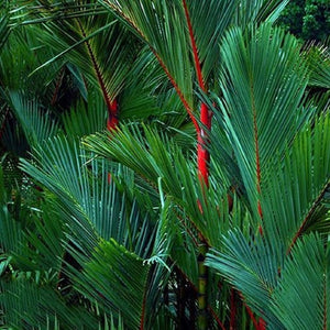 Cyrtostachys renda, palmier 'Cire à cacheter rouge' / 'Rouge à lèvres'.