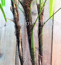 Load image into Gallery viewer, Rhapis excelsa, Lady Palm Tree, The Air Cleaner