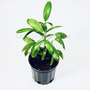 Rhapis gracilis La Dama Miniatura Palmera Planta Tropical 