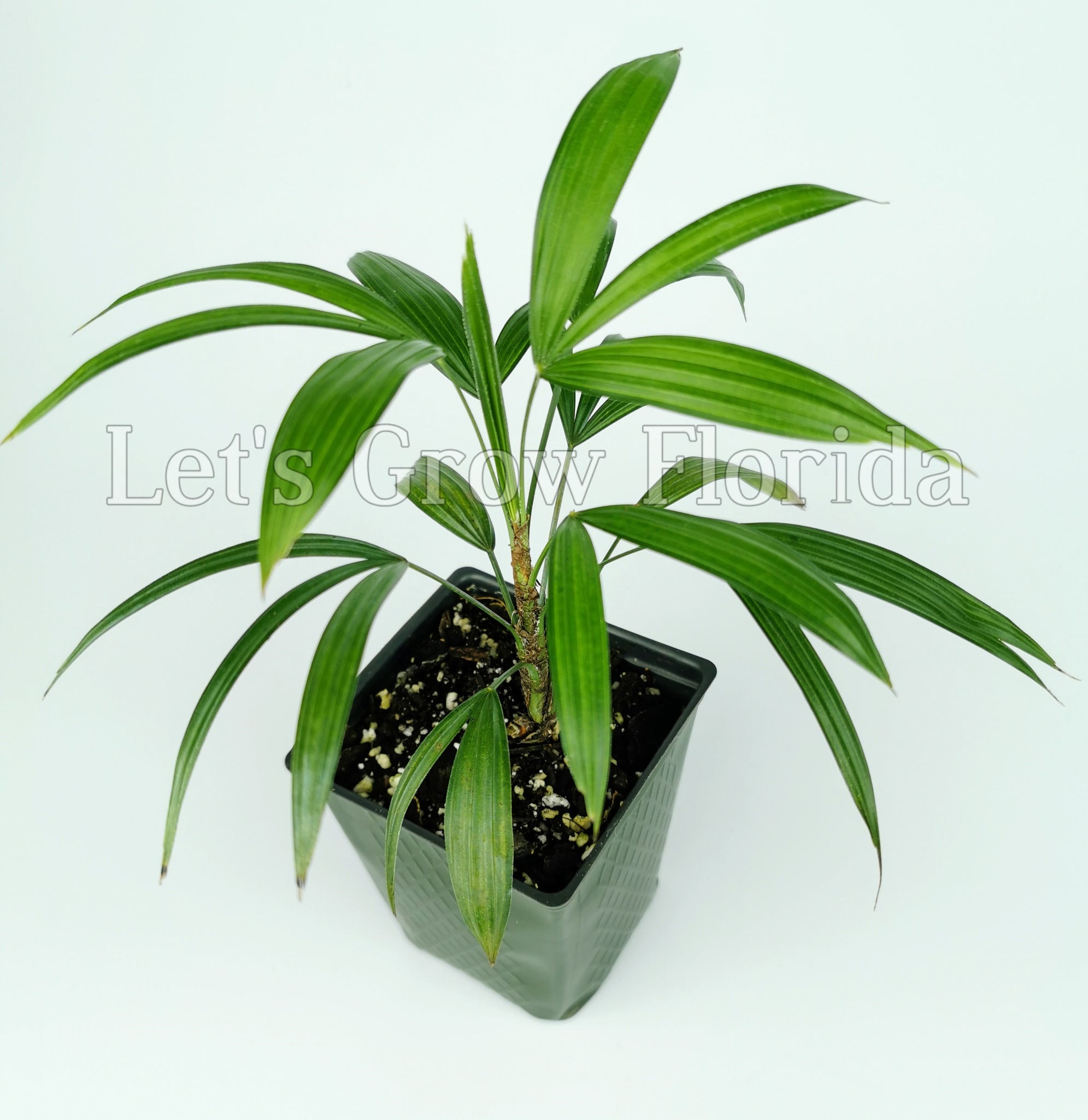buy lady palm plant Rhapis gracilis The Miniature Lady Palm Tree Plant Tropical Medium