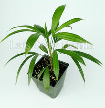 Load image into Gallery viewer, Rhapis gracilis The Miniature Lady Palm Tree Plant Tropical