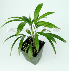 Rhapis gracilis La plante miniature du palmier dame tropicale 