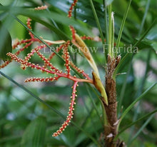Load image into Gallery viewer, Rhapis gracilis The Miniature Lady Palm Tree Plant Tropical