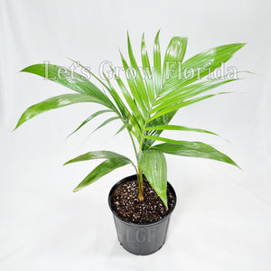 Satakentia liukiuensis Palm Tree