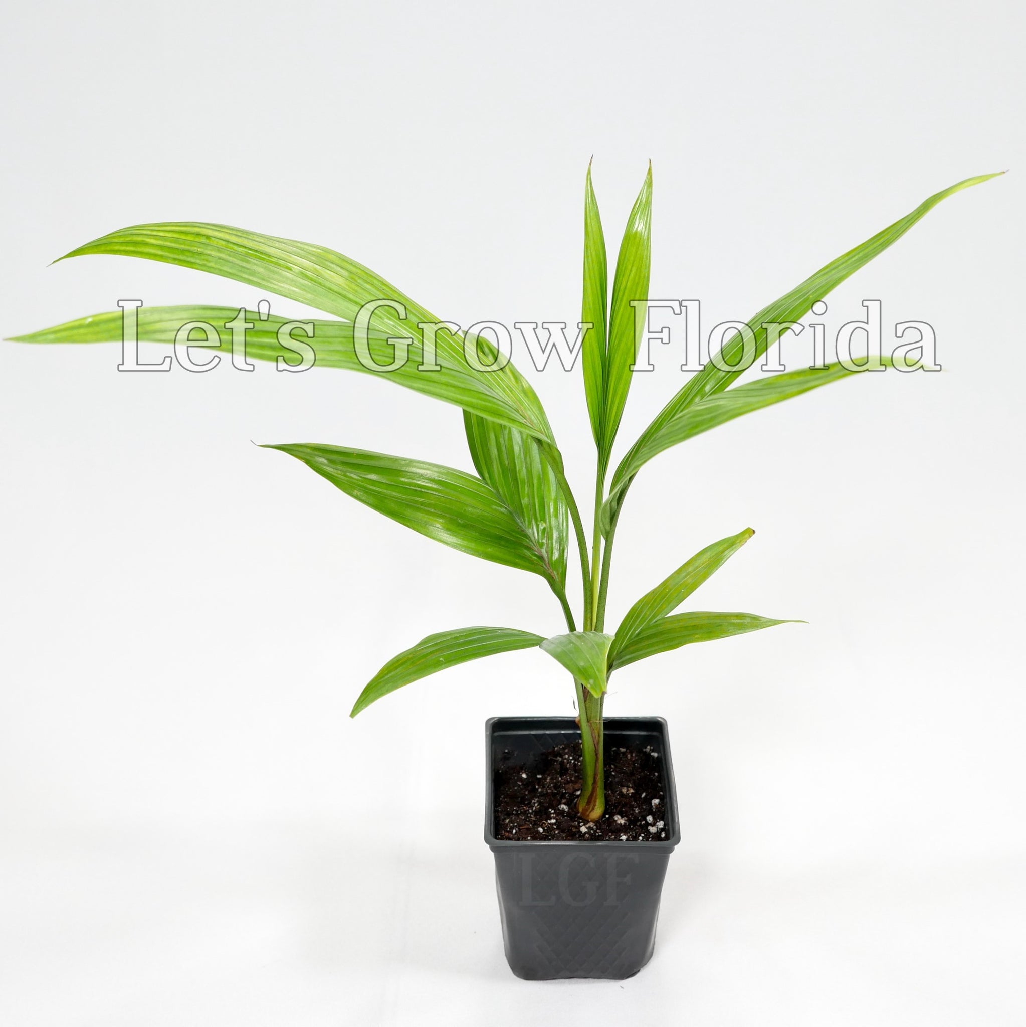 little palm tree plant Satakentia liukiuensis Palm Tree Medium / 2 Palms / Yes