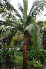 Cargar imagen en el visor de la galería, Palmera Satakentia liukiuensis.