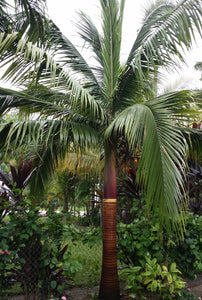 Palmera Satakentia liukiuensis.