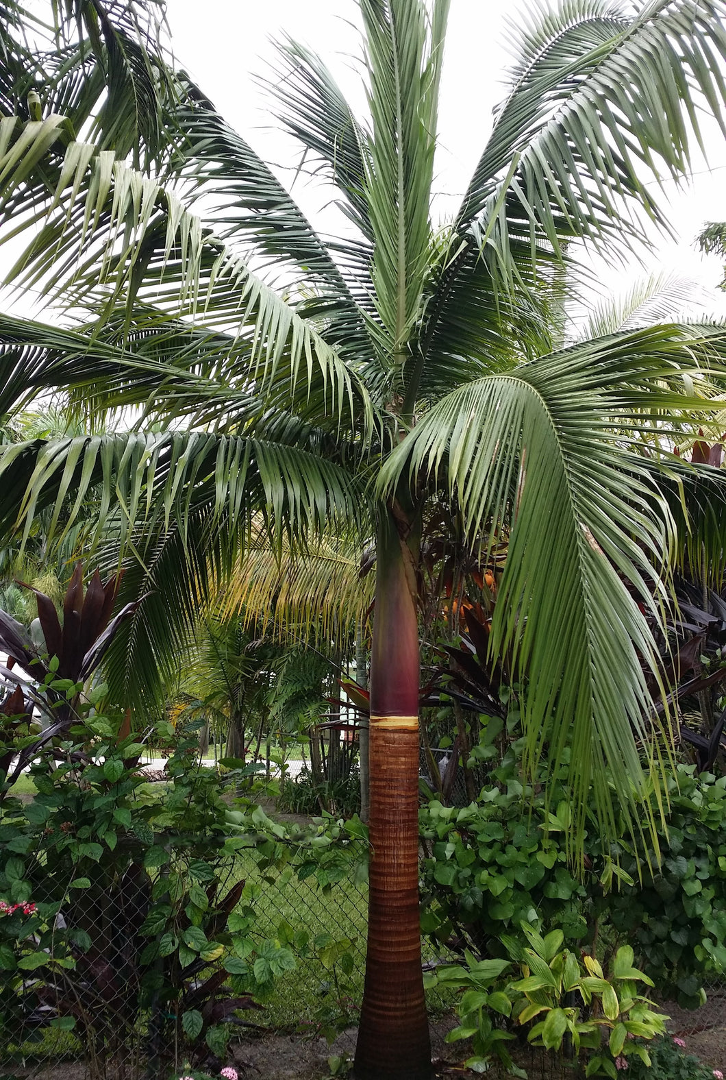 Palmera Satakentia liukiuensis.