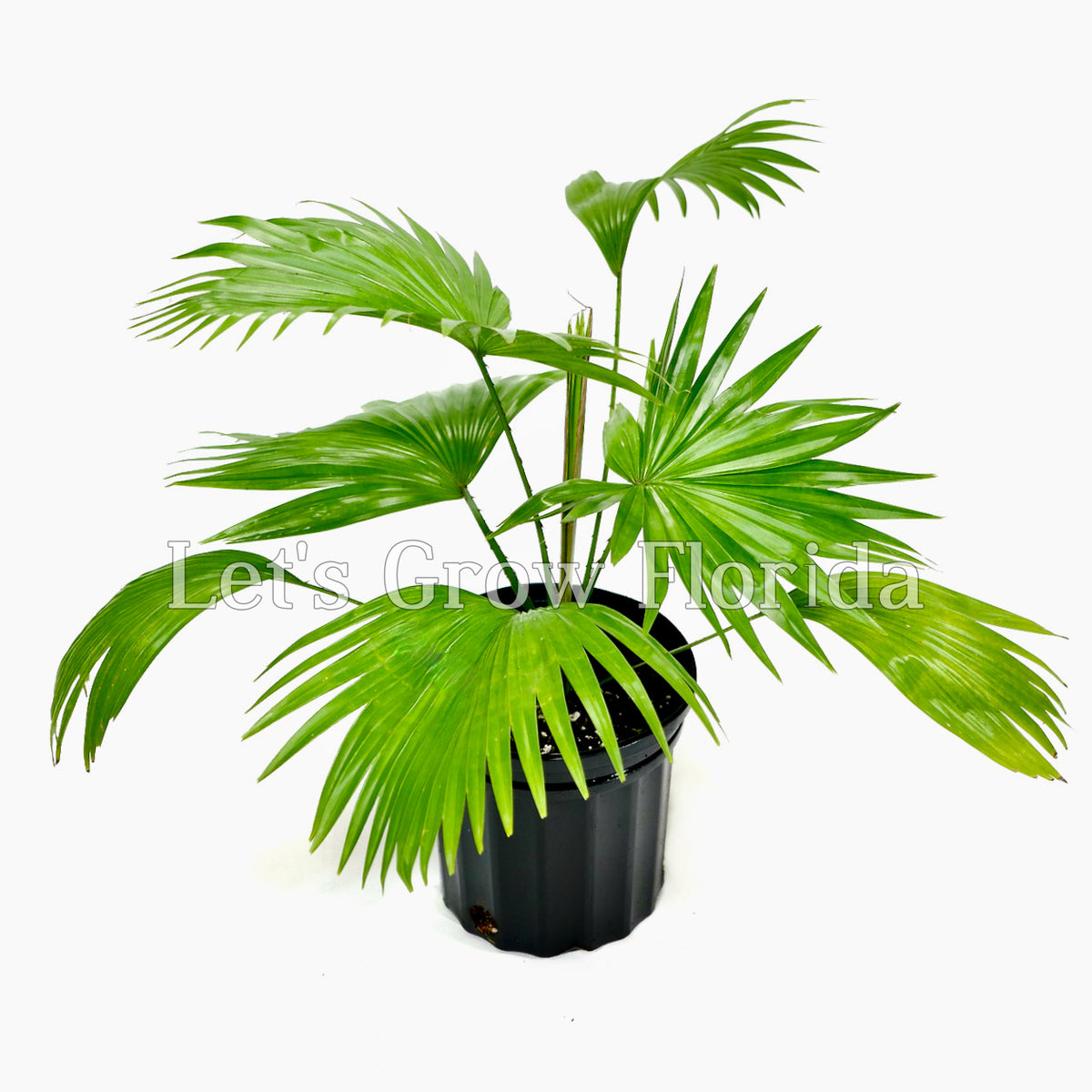 Saribus Rotundifolia 'Round Leaf Fountain Palm' Tree Let's Grow Florida